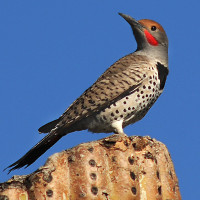 Gilded Flicker